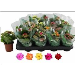 P. Kalanchoe B Ge R Mixto 6Kl 7/12cm "CC16"