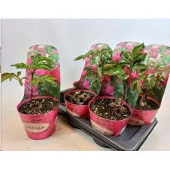 P. Peonia L Mix  19/15cm "CC3"