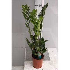 P. Zamioculca Zamiifol 24/110cm 7T