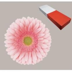 Gerbera Hol. Romella Rs. "T25" (7 Dias - 2)