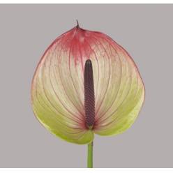 Anthurium Hol. Fortezza 11  "CC16"
