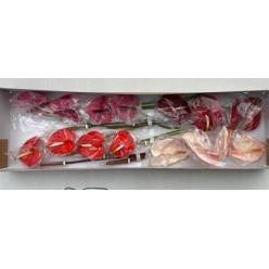 Anthurium Hol. Mixto 4k 11  "CC16"