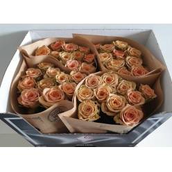 Rosa Hol. Cappuccino 50cm "Wans Roses"