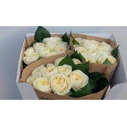 Rosa Hol. Wedding Chapel 60cm