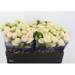 Ramificada Sweet Giselle 70cm
