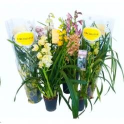 P. Cymbidium Mix 14/85cm x7 2-3Tall.