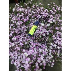 Flor Cera Hol. Danc Queen 80cm 80gr "T25" Rs.