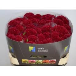 Celosia Cresta Reprise Velvet 70cm