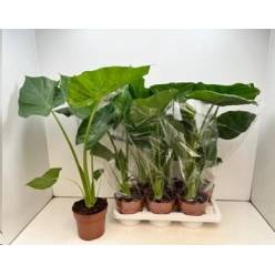 P. Alocasia Macrorrhizos 17/80cm x6