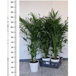 P. Chamaedorea Cataractarum 20/120cm x4