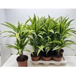 P. Dracena Hol. Lemon Lime 17/65cm 2.P (65/45) x6