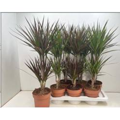 P. Dracena Hol Mix 17/75cm x6  2P