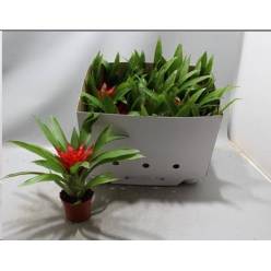 P. Guzmania Blitz 9/25cm "CC11"
