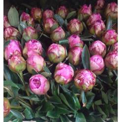 Peonia Monsieur Julie Elie 55cm