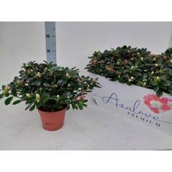 P. Azalea Si Mixta 6 Kl 14/32cm x6