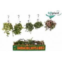 P. Tradescantia Hol. Mix 17/50cm x5