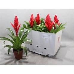 P. Guzmania Vries X Poelmanii 12/45cm x6