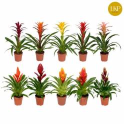 P. Bromelia Mixta 10 Srt 12/45cm x10