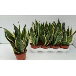 P. Sanseviera Futura Superb 14/40cm x8