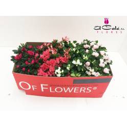 P. Azalea Si Mixta 5 Kl 13/30cm x7