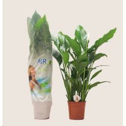 P. Spathyfilium Sweet Sebastian 24/130cm 2F x4