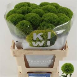 Dianthus Kiwi Mellow 55cm "T50"