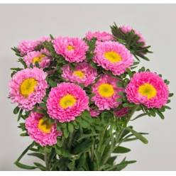 Calistepus Italia Pink 70cm