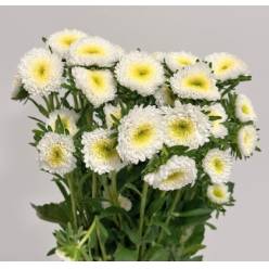 Calistepus Italia White 70cm