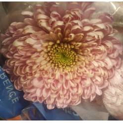 Uniflor Col. Empress Rosa