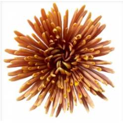 Uniflor Col. Tamarindo Bronce