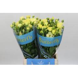 Ranunculos Hol. Butterfly Helios 50cm 45gr "T10"
