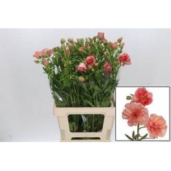 Ranunculos Hol. Butterfly Eris 50cm 45gr "T10"