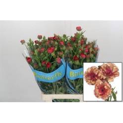 Ranunculos Hol. Butterfly Musa 50cm 45gr "T10"