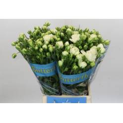 Ranunculos Hol. Butterfly Ninos 50cm 45gr "T10"