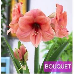 Amaryllis Bouquet "CC12"