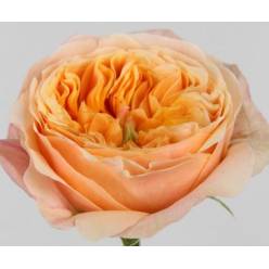 Rosa Dorset 60cm Coral