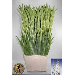 Gladiolo Hol. Grand Prix 110cm (45cm espiga)