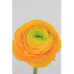 Ranunculos Hol. El Yellow 50cm 40gr