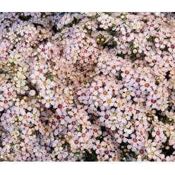 Flor Cera Hol. Jupiter Moon 70cm 50gr. "T25" Rs.