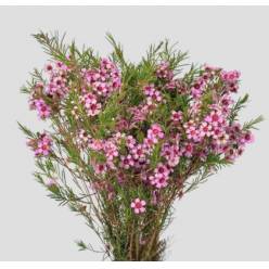 Flor Cera Hol. Purple Pride 50cm 30gr Fuc. "T25"