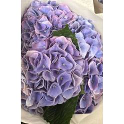 Hortensia Hol. My Riviera 60cm 18/20 Azul