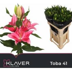Oriental Hol. Rs. Toba 70cm 3/4 flores