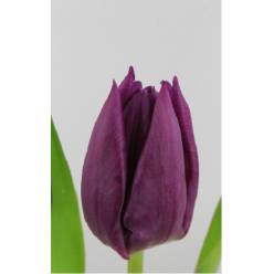 Tulipan Hol. Angola 35cm Mrd.