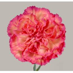 Clavel Col. Standar Jelly Bic.