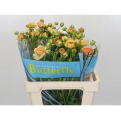 Ranunculos Hol. Butterfly Vestalis 60cm 55gr "T10"