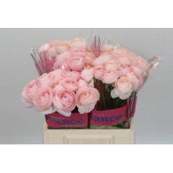 Ranunculos Hol. Romance Ferrand 40cm 35gr