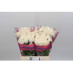 Ranunculos Hol. Romance Montenvers 40cm 35gr