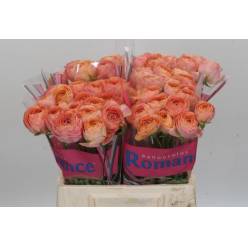 Ranunculos Hol. Romance Nohant 40cm 35gr