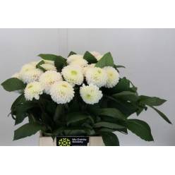 Dalia Hol. Caro 50cm "CC20"