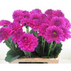 Dalia Hol. Stratus 60cm "CC20"